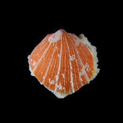 Spondylus sanguineus