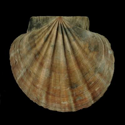 Mizuhopecten tokyoensis